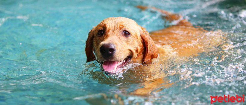 Is it dangerous for dogs to drink pool and seawater?