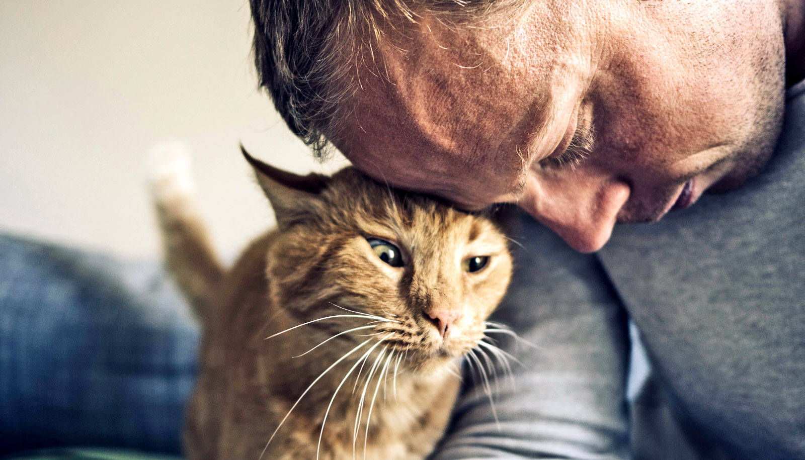 A cat resting its head on a man's head