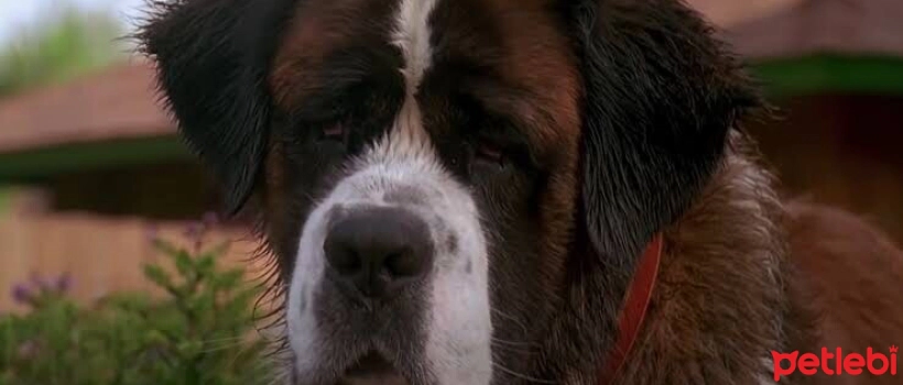 The World's Most Famous Dogs