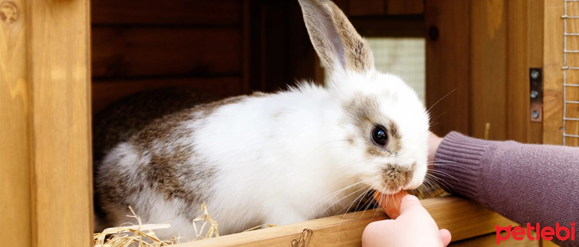 What Should a Rabbit Cage Be Like?