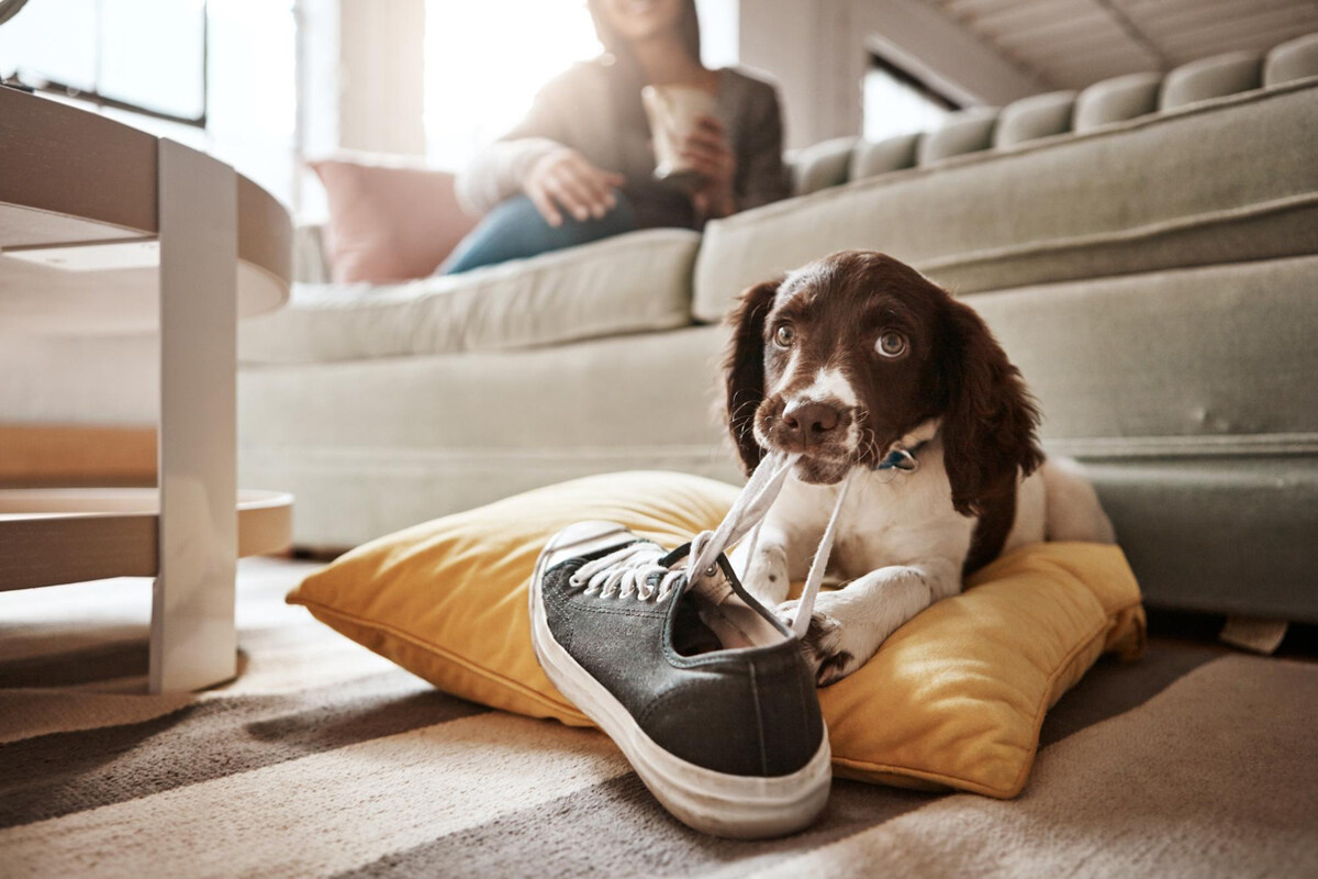 Puppy holding shoelaces in its mouth