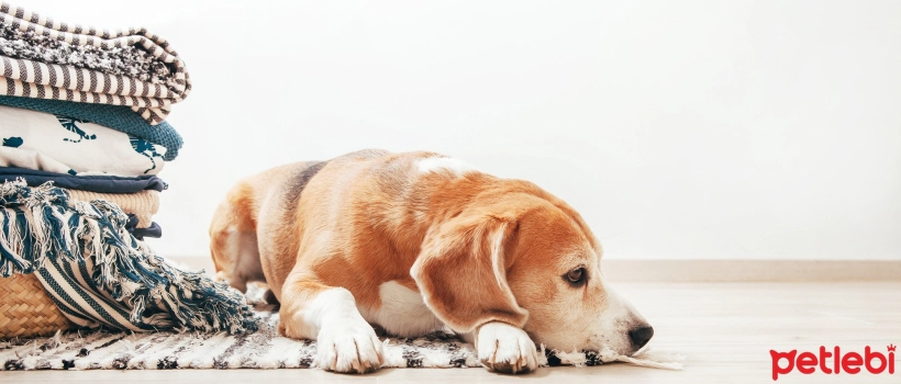 Menopause in Dogs