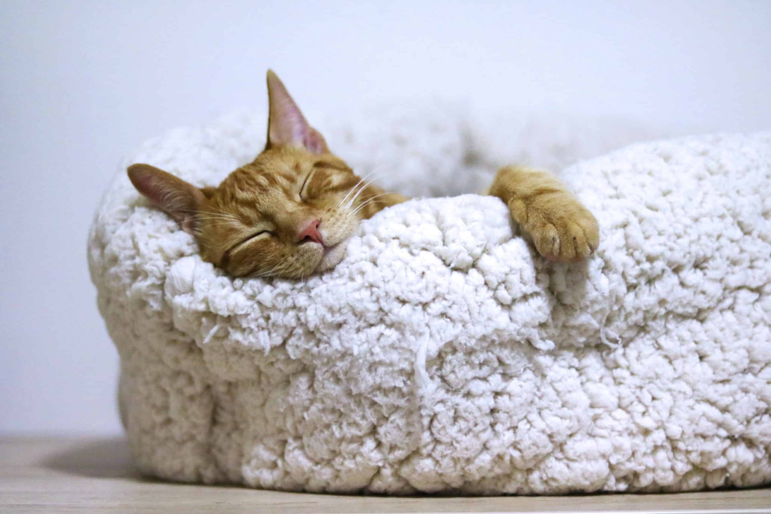 Cat sleeping curled up in its bed