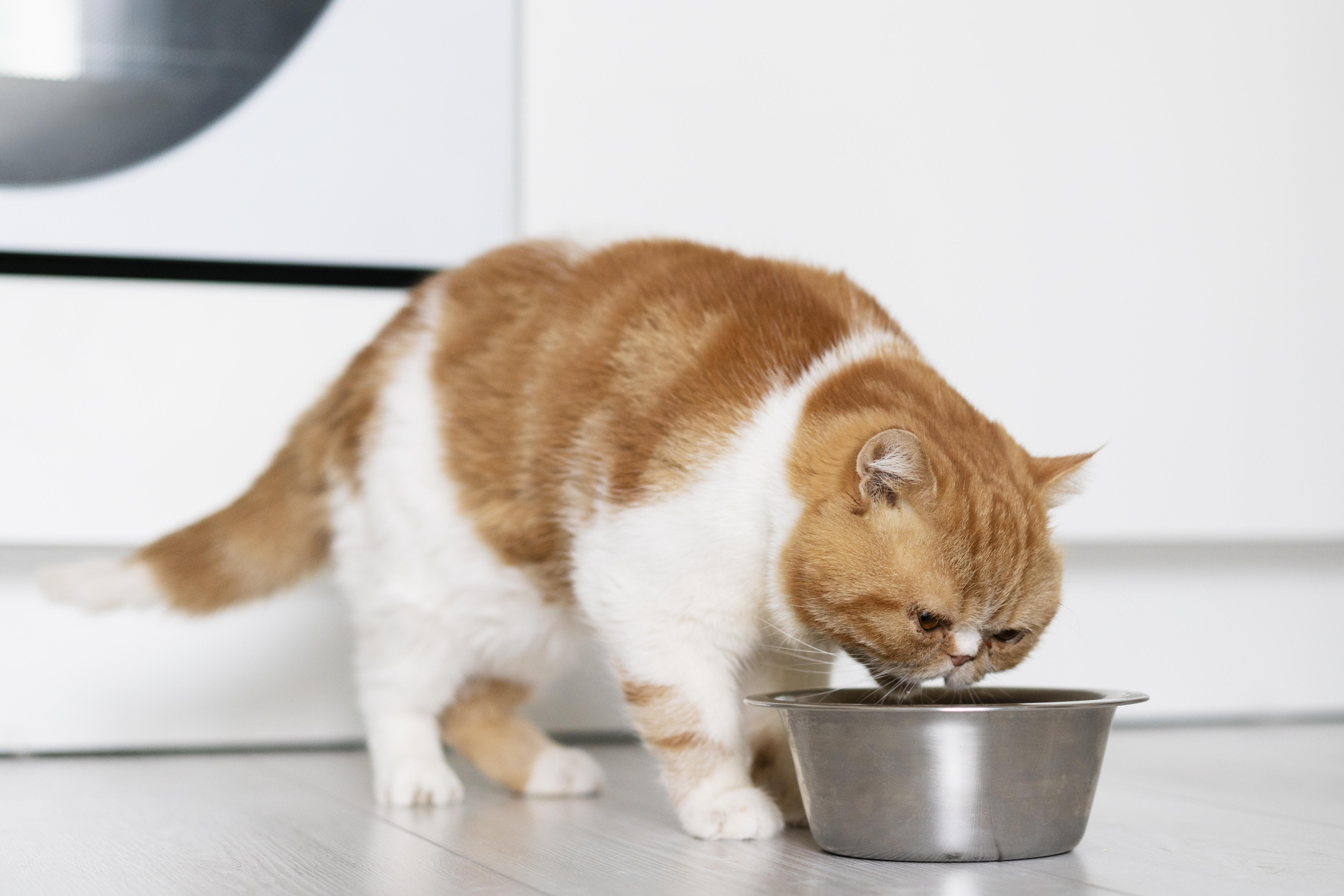 Orange and white furry cat eating food