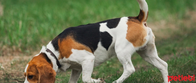 Longest Living Dog Breeds