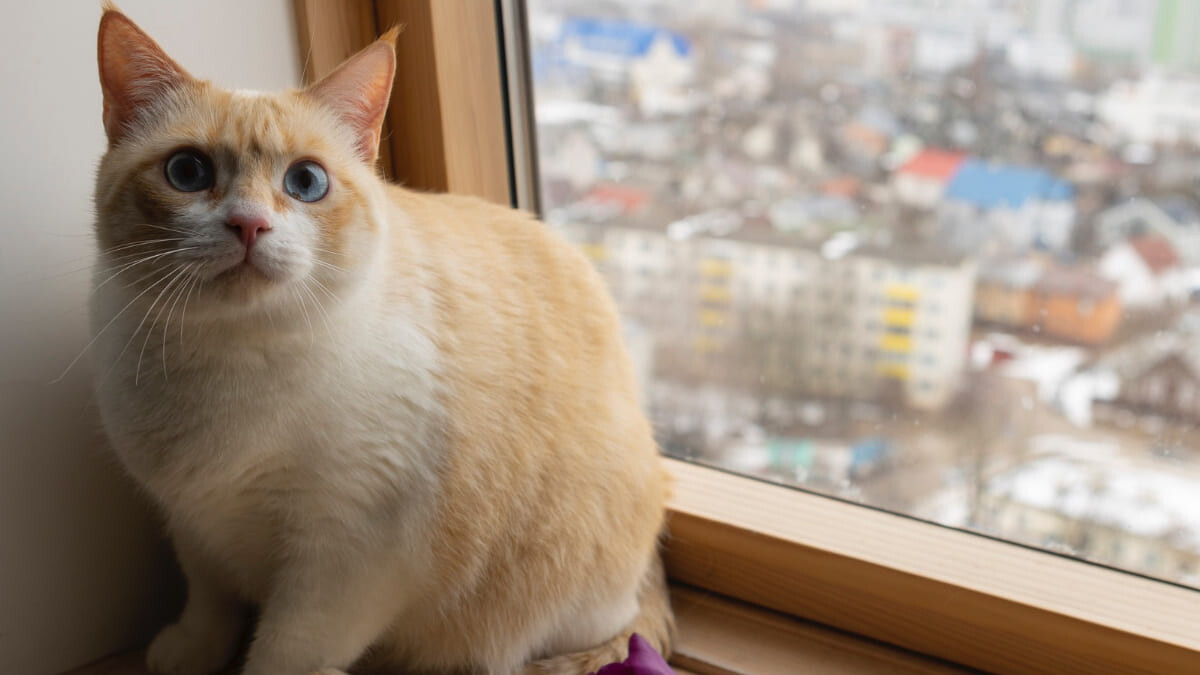 Proper Nutrition and Healthy Weight Management for Neutered Cats
