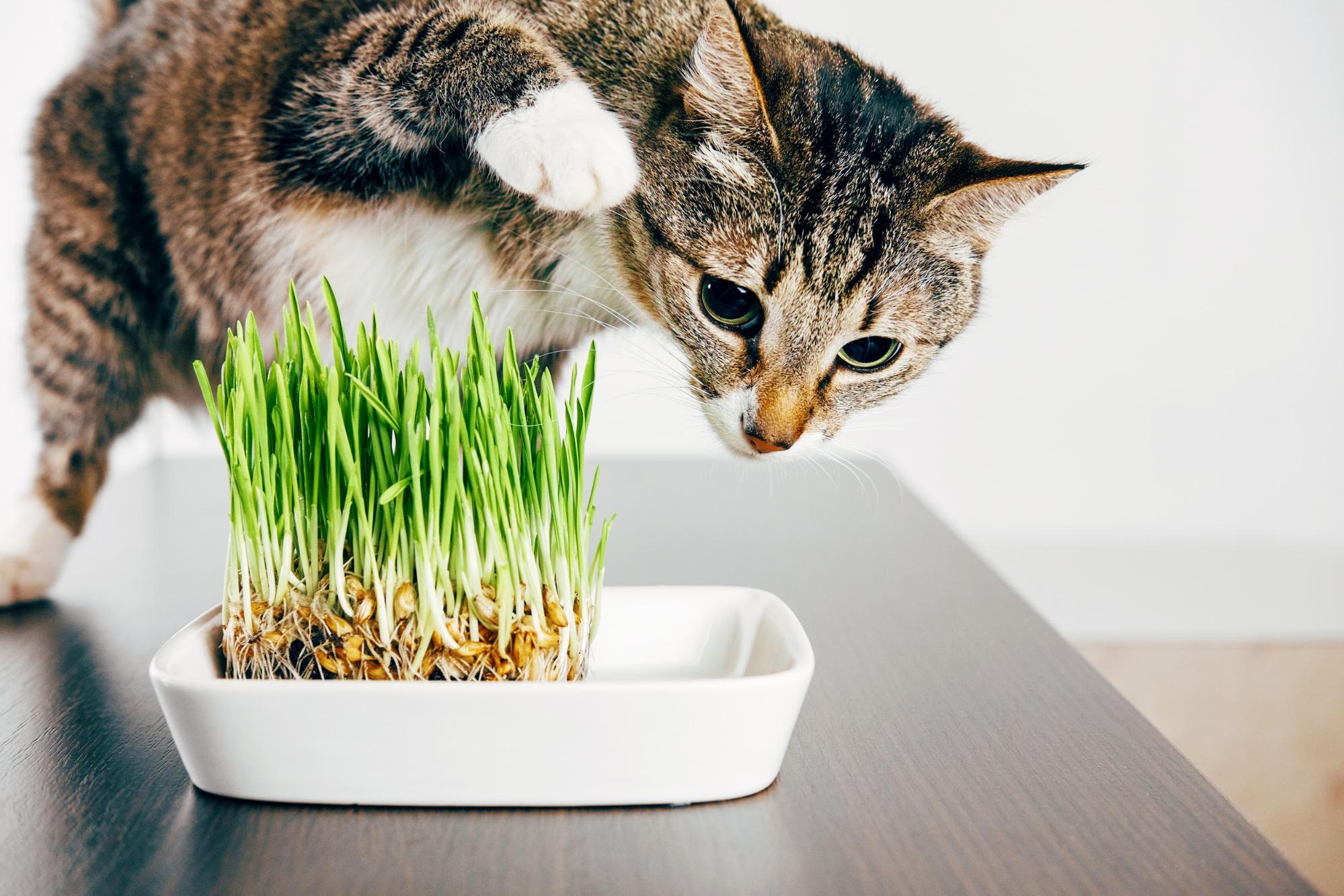 Cat preparing to attack cat grass
