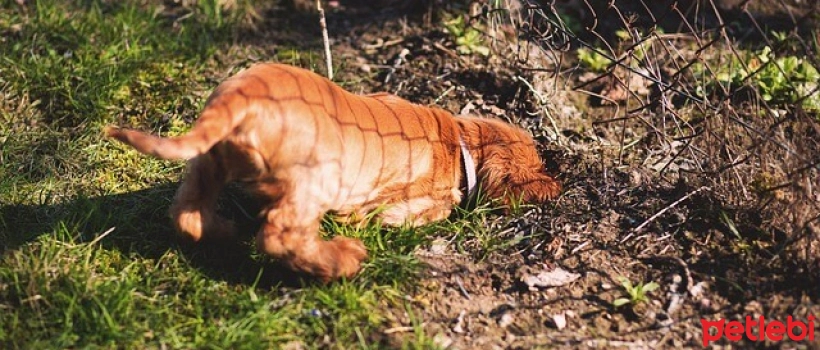 Why Do Dogs Dig in the Dirt? How to Prevent Digging Behavior?