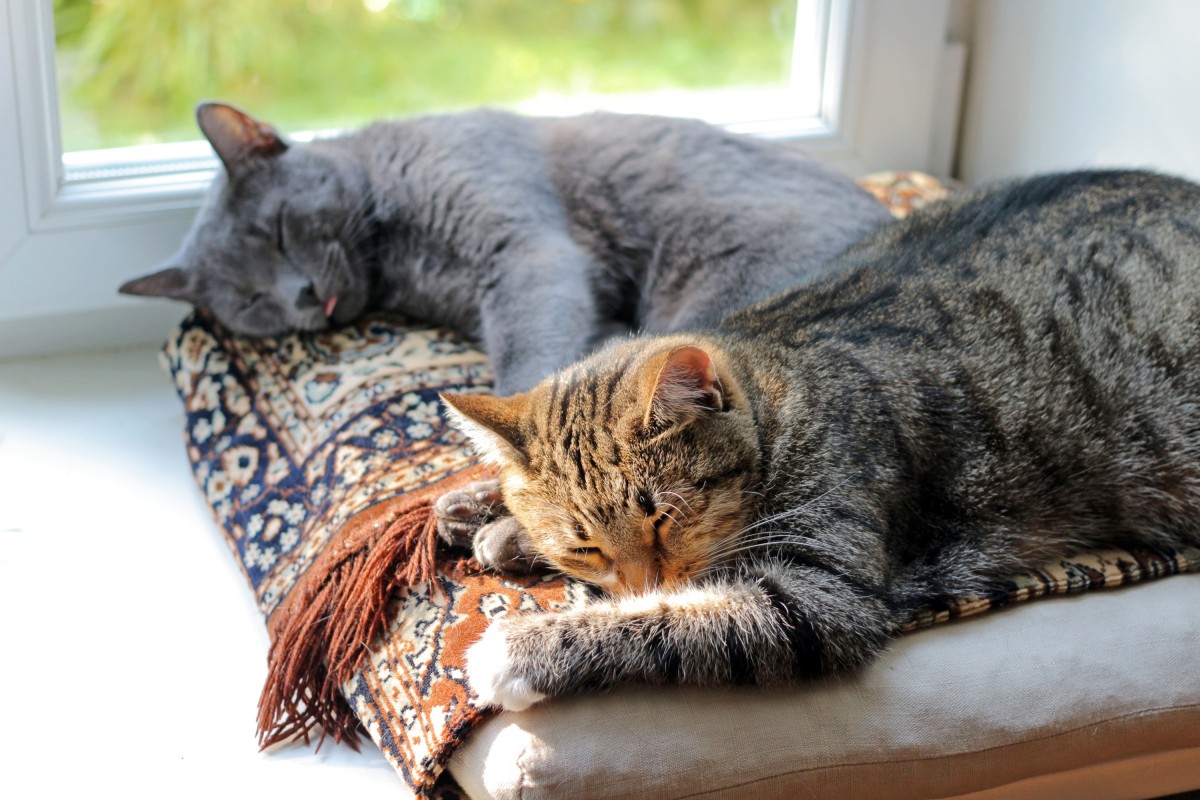 Cats sleeping on a rug by the window