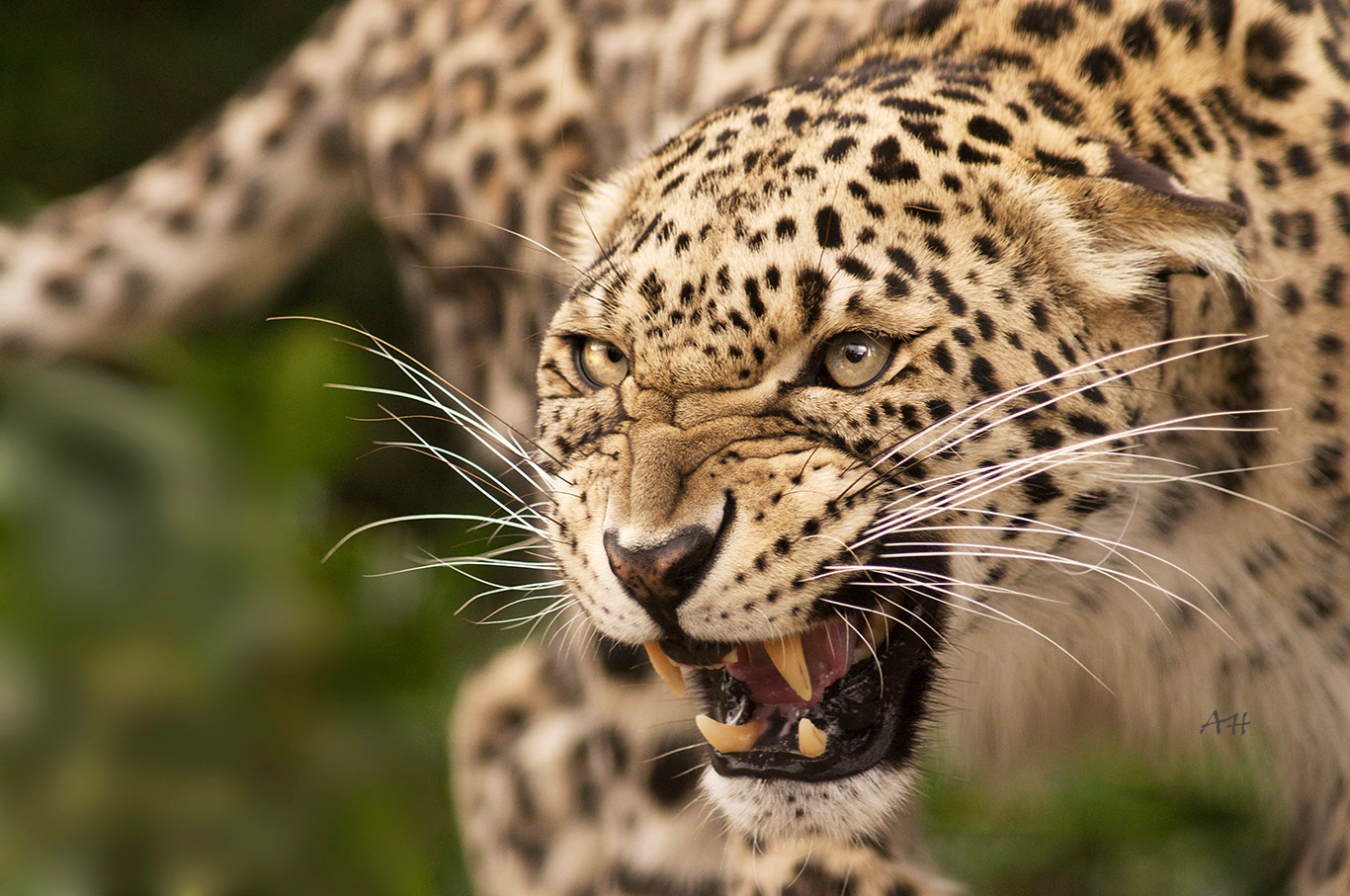 Asian Leopard