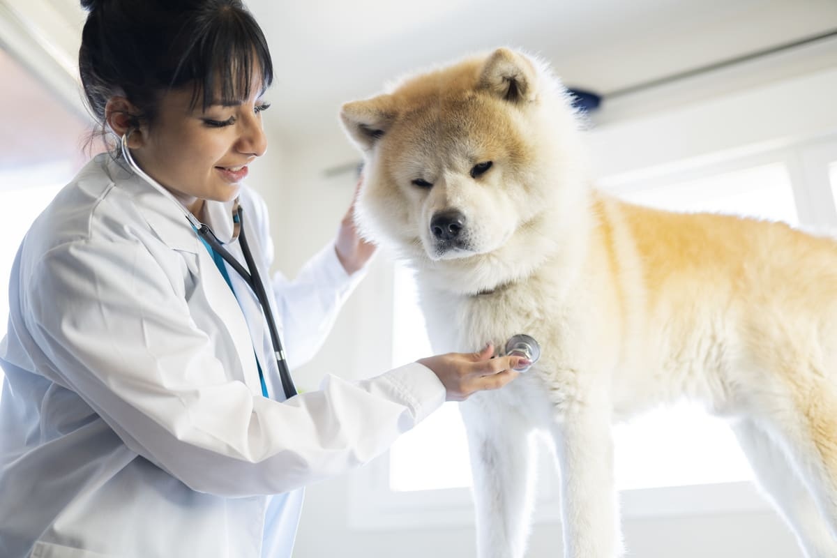 Chow Chow dog under examination