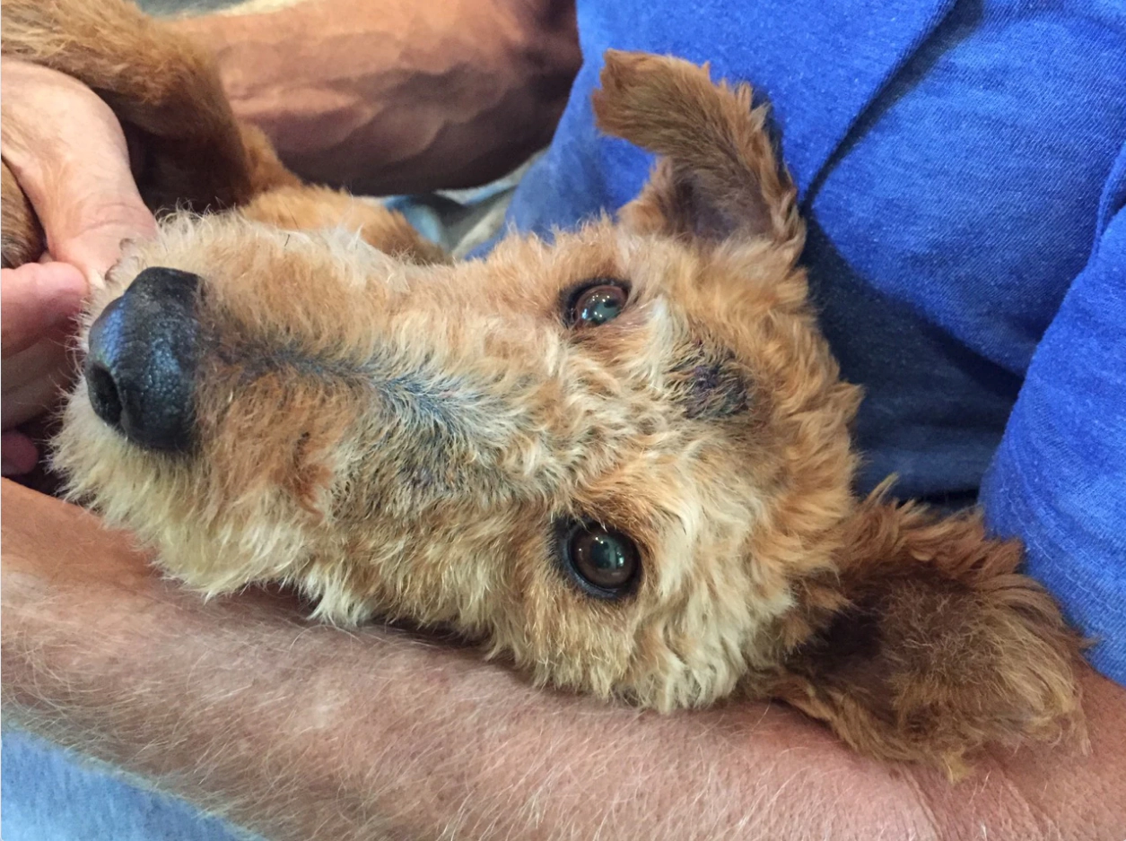 Dog with compromised skin health in lap