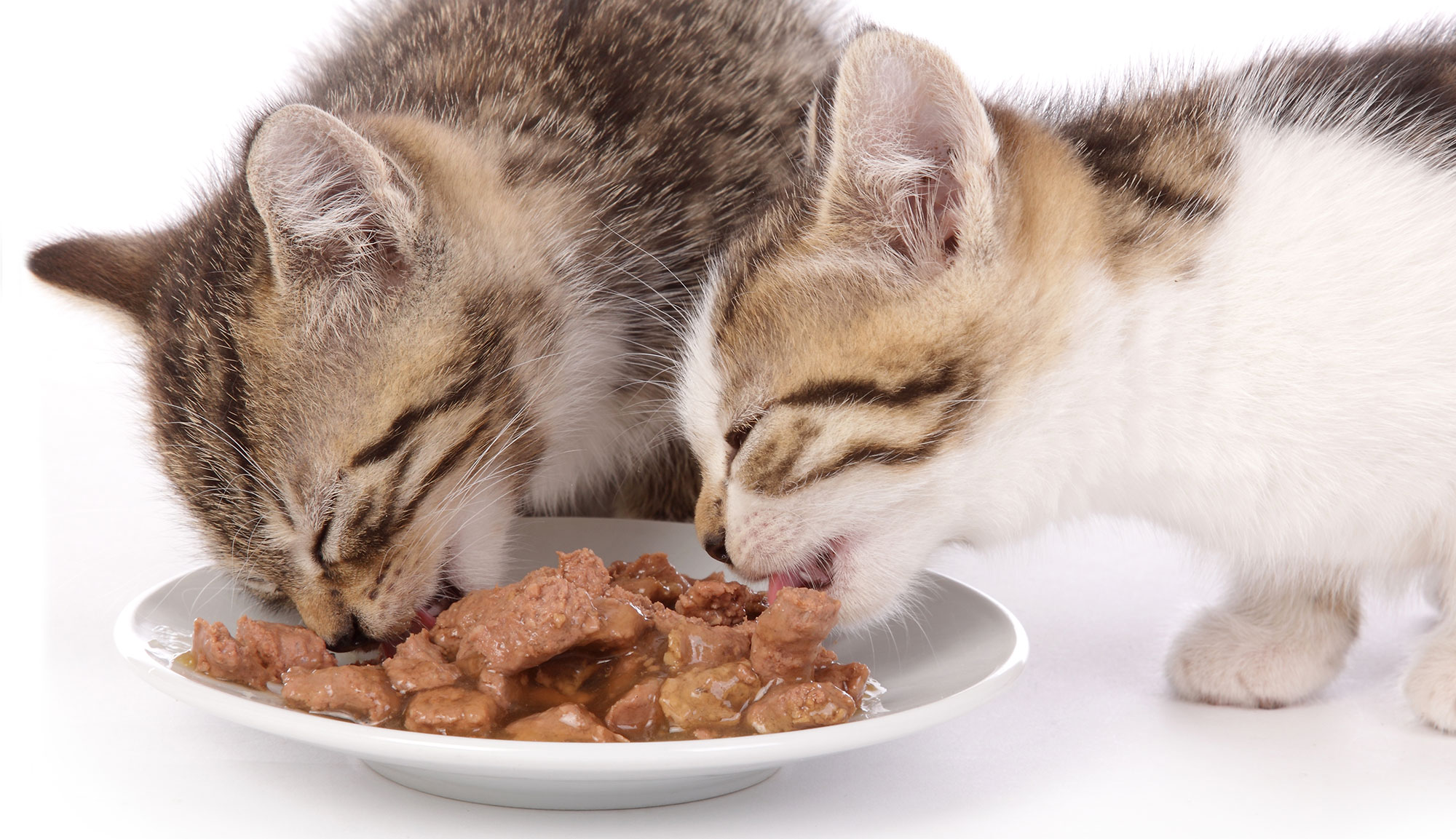 Two kittens eating wet food