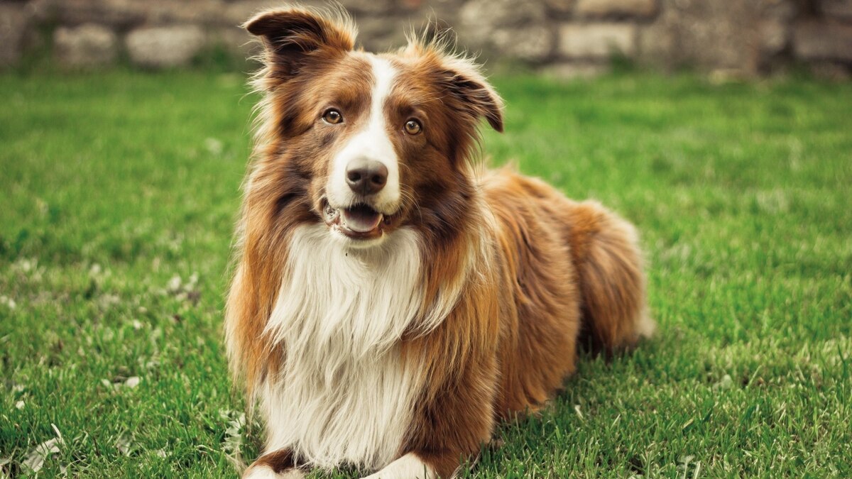 Border Collie with brown and white fur sitting on the grass