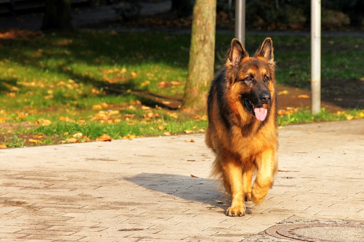 German Shepherd walking in the park