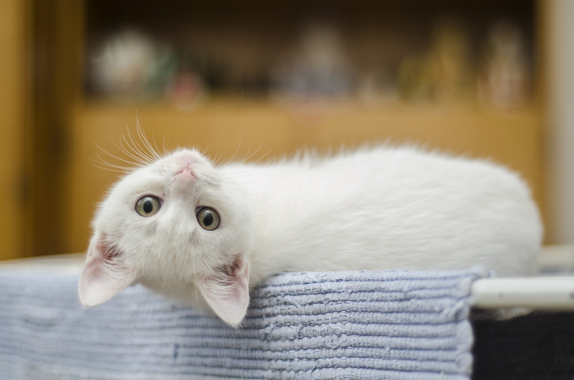 White-furred kitten looking backward