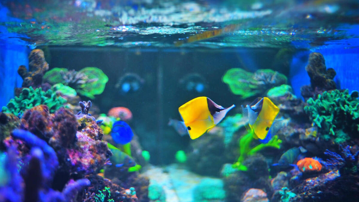 How to Clean an Aquarium? Improve Your Fish's Habitat in 8 Steps