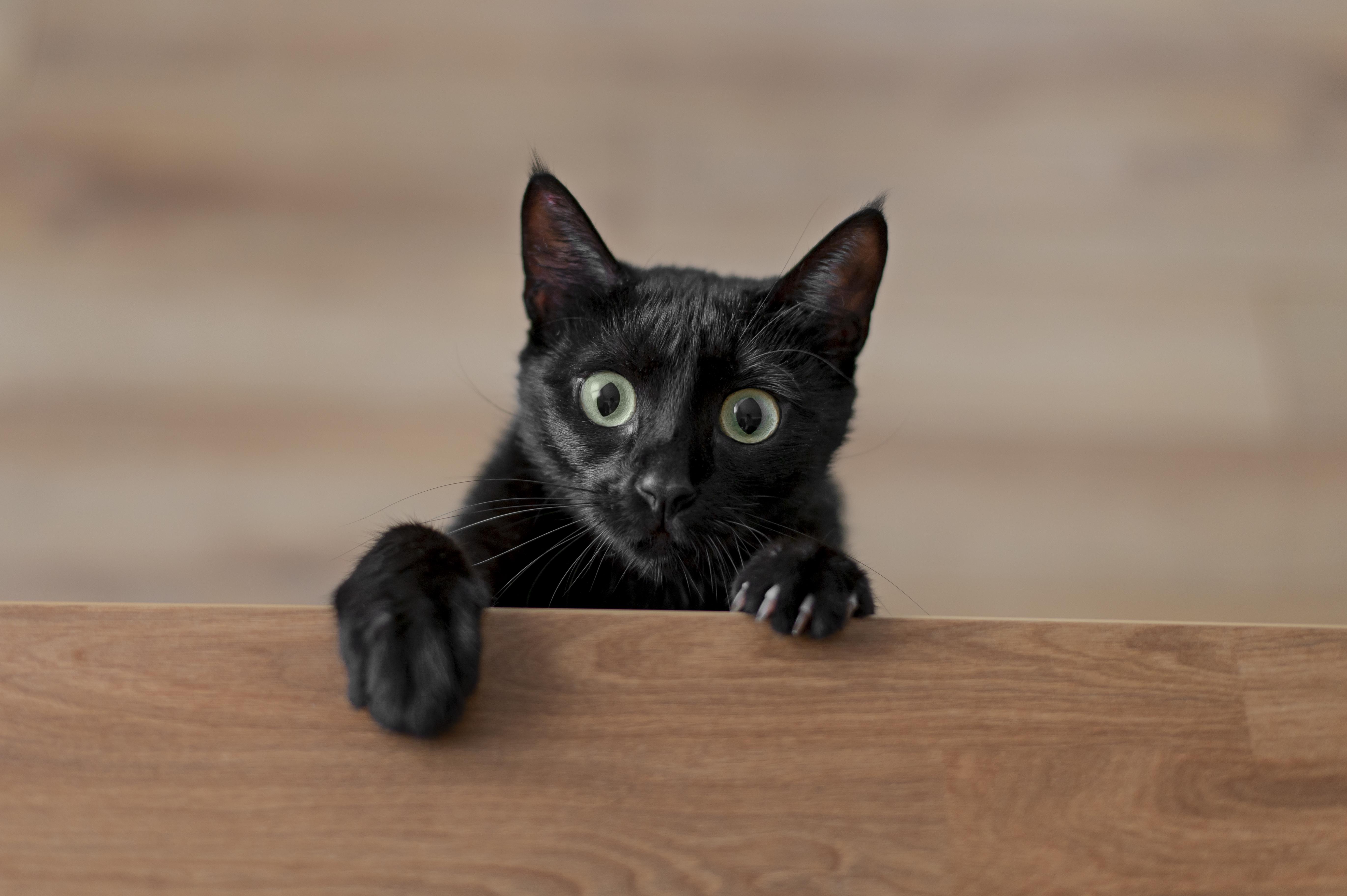Black-furred cat with a surprised look cat