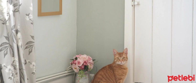 Why Do Cats Dislike Closed Doors?