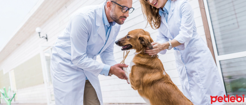 How to Choose a Veterinarian?