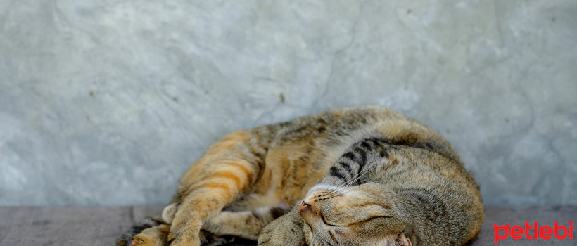 Why Do Cats Sleep in Cold Places?