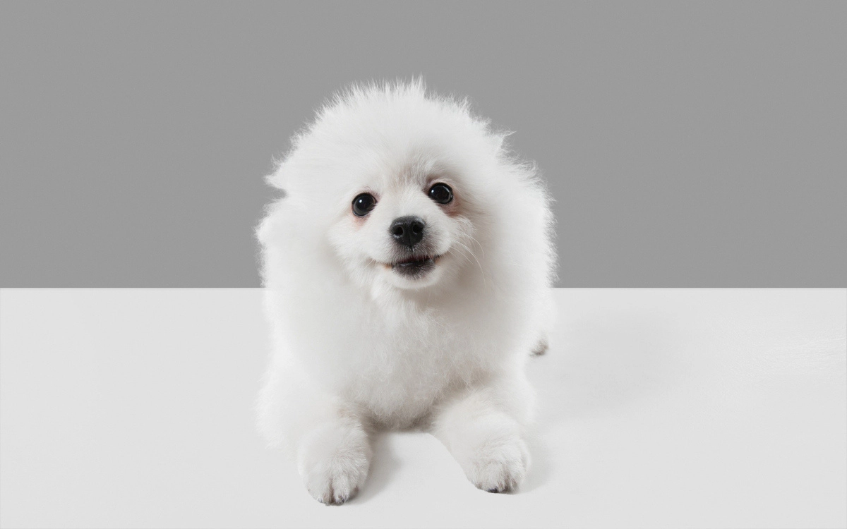 Samoyed puppy