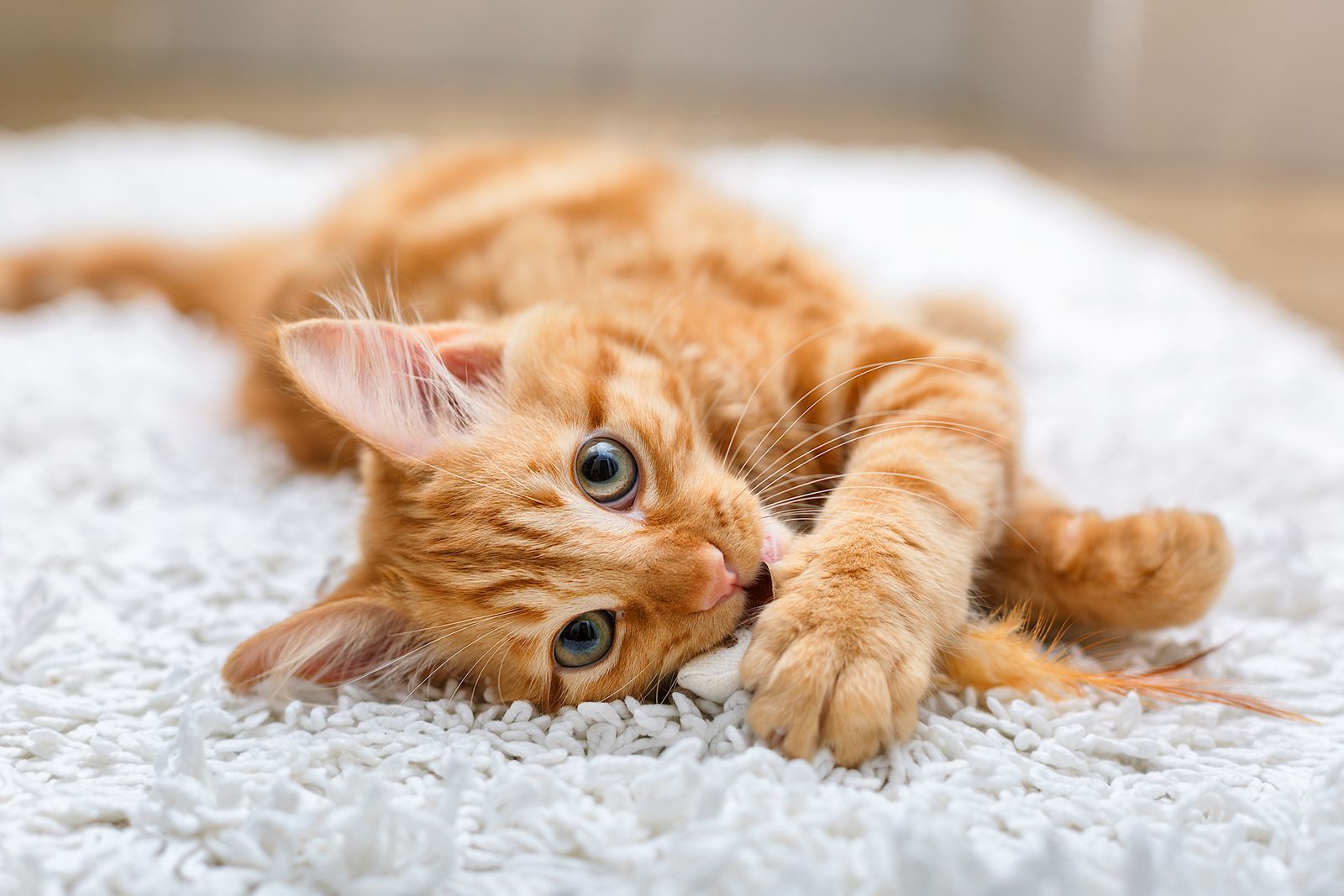 Yellow kitten lying down and stretching
