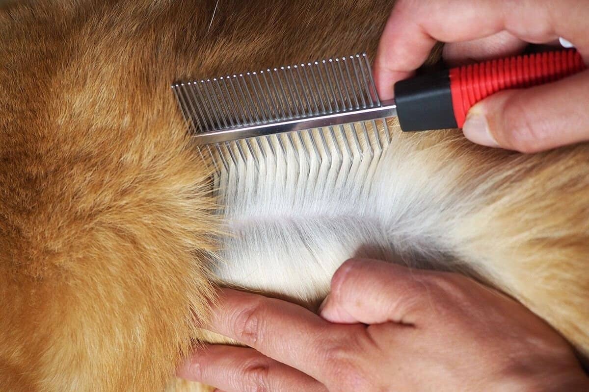 Pet having its fur combed with a flea comb