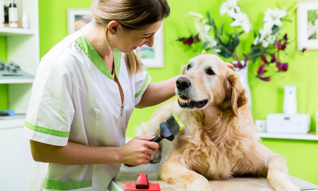 Golden Retriever being groomed