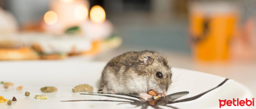 Campbell Hamster Characteristics and Care