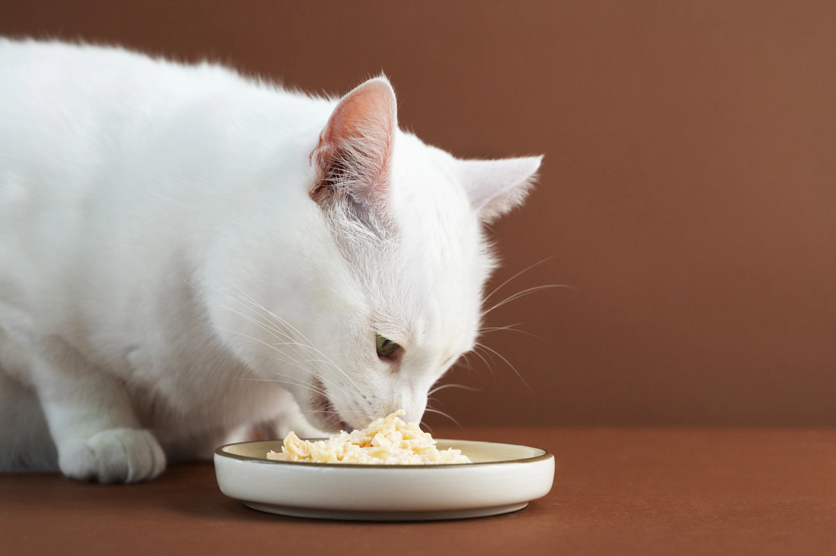 White-furred cat eating Terralora Shredded Chicken Cat Food in Sauce