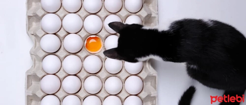 Can cats eat eggs?