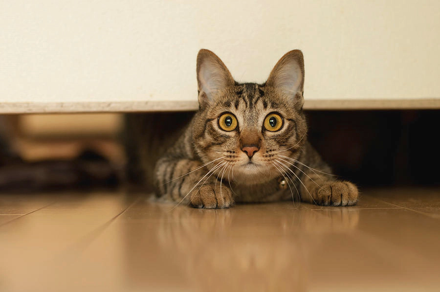 Tabby cat hiding under the armchair