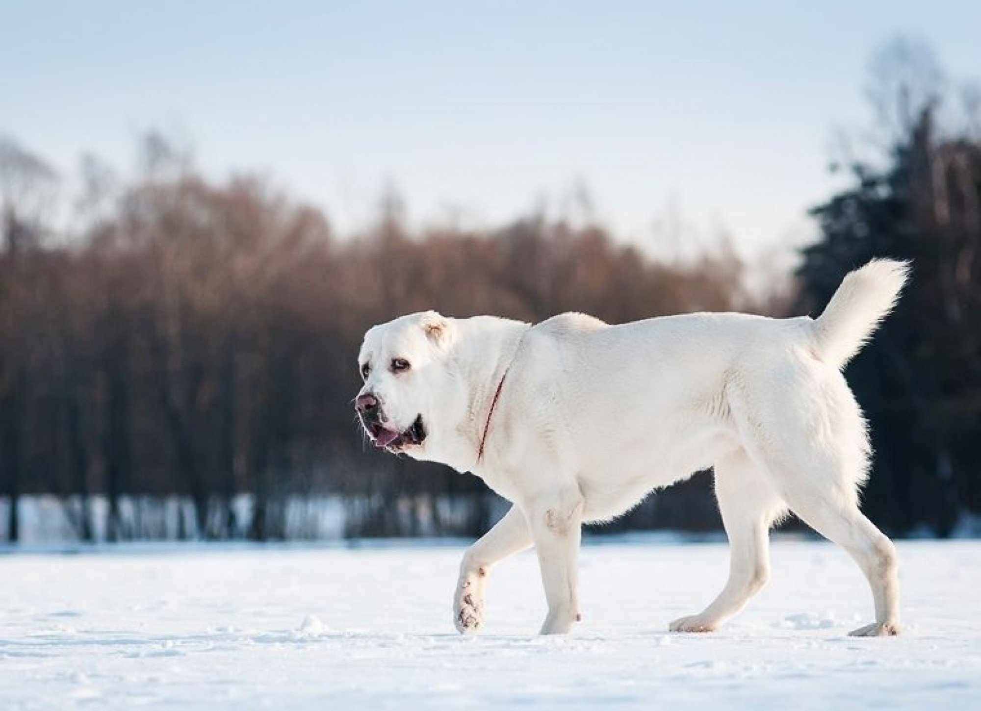 Giant white Alabay dog