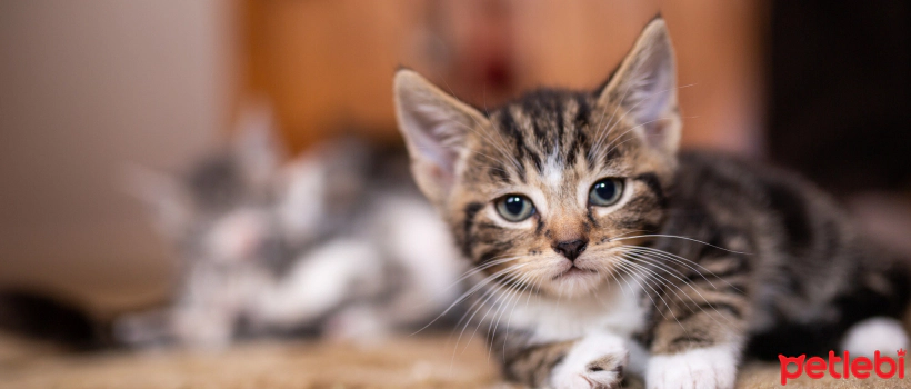 Ringworm of Felines (Dermatophytosis): Causes, Symptoms and Treatment