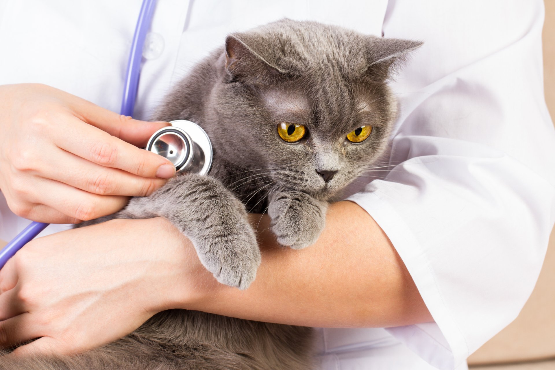 Cat whose heart will be listened to with a stethoscope