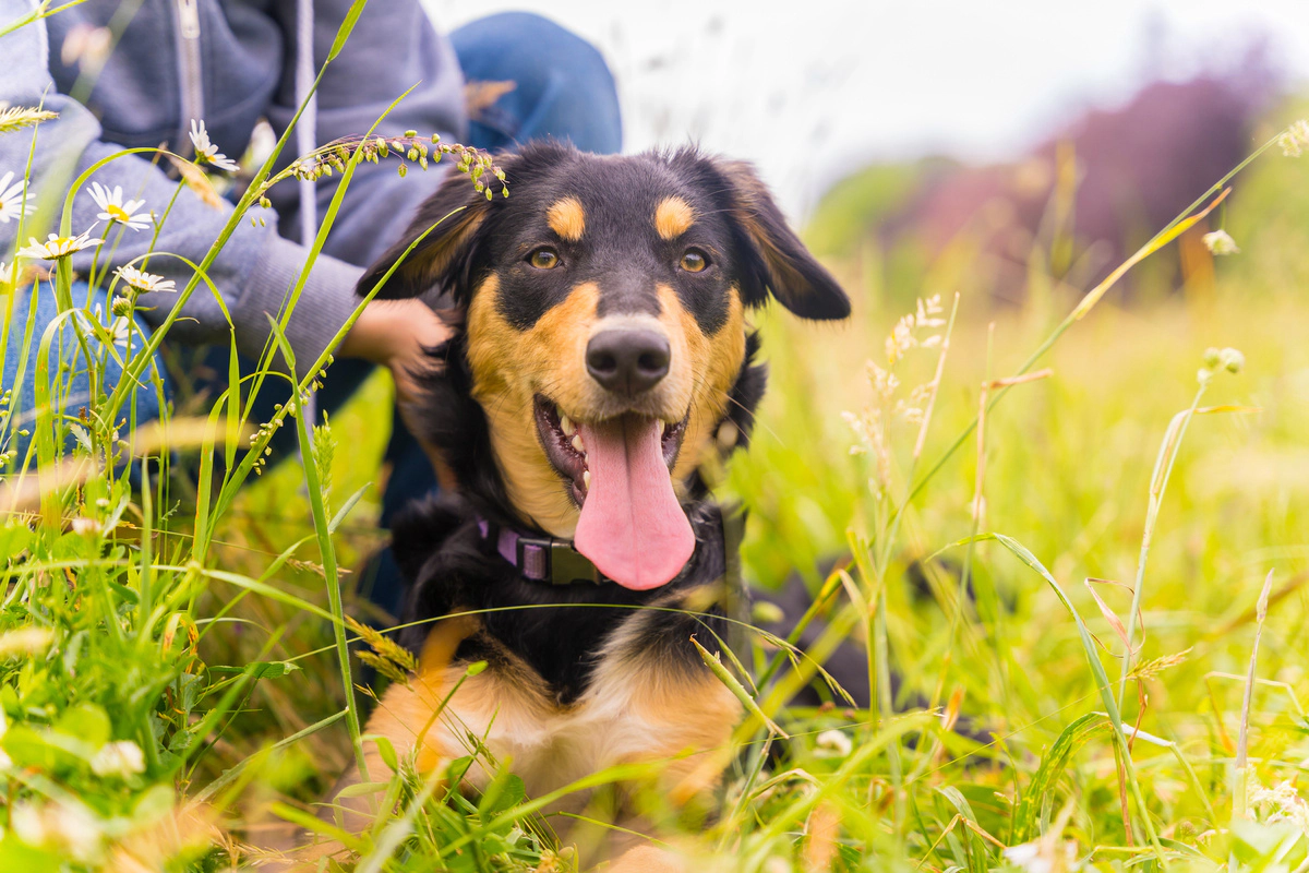 A dog enjoying time outdoors with its owner