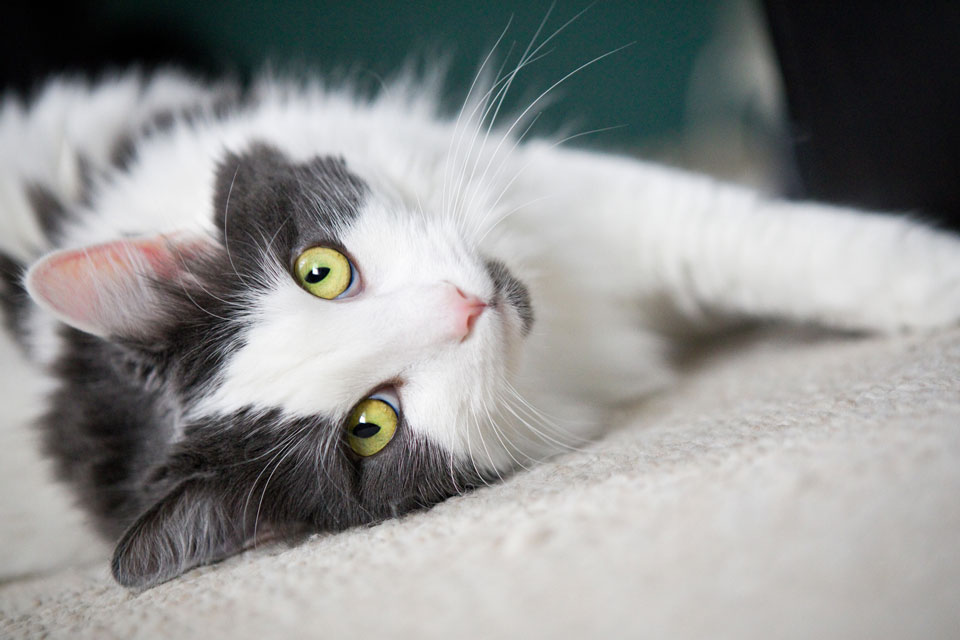 A gray and white cat lying on the carpet