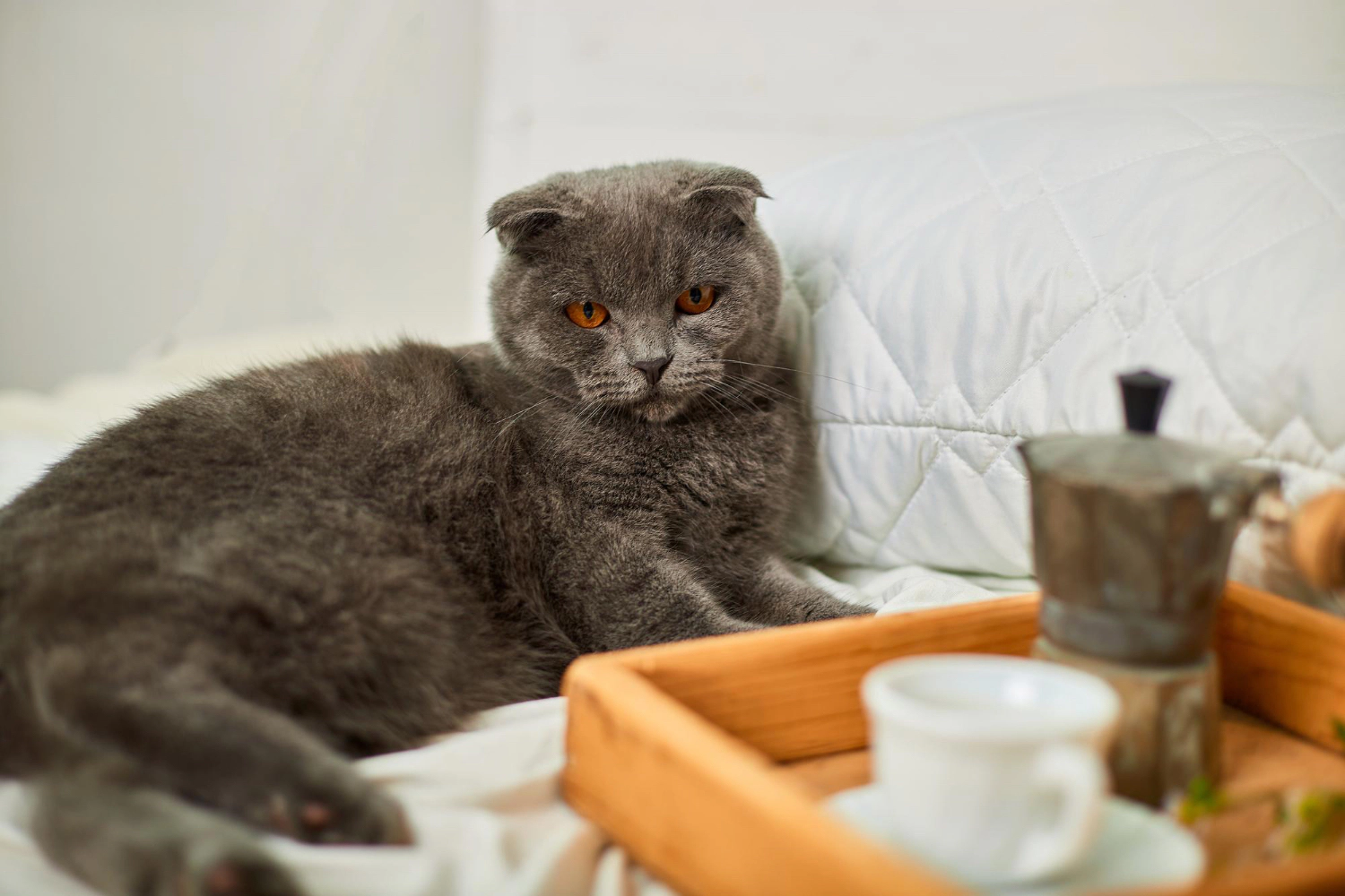 Cat looking at the tray in front of it