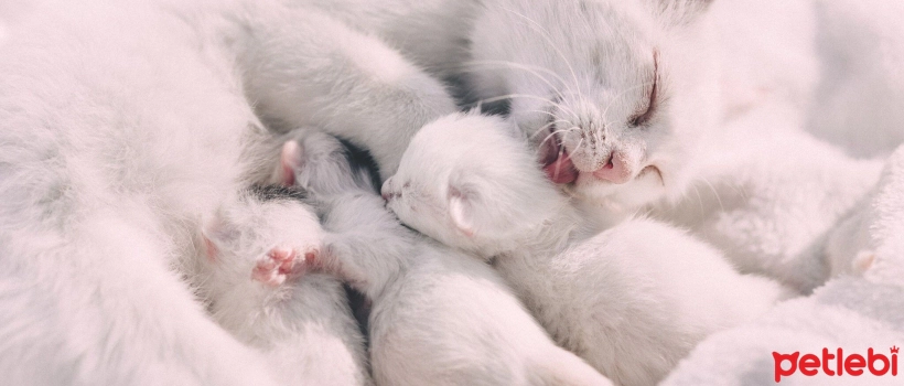 When Do Kittens' Eyes Open? Key Steps in Development