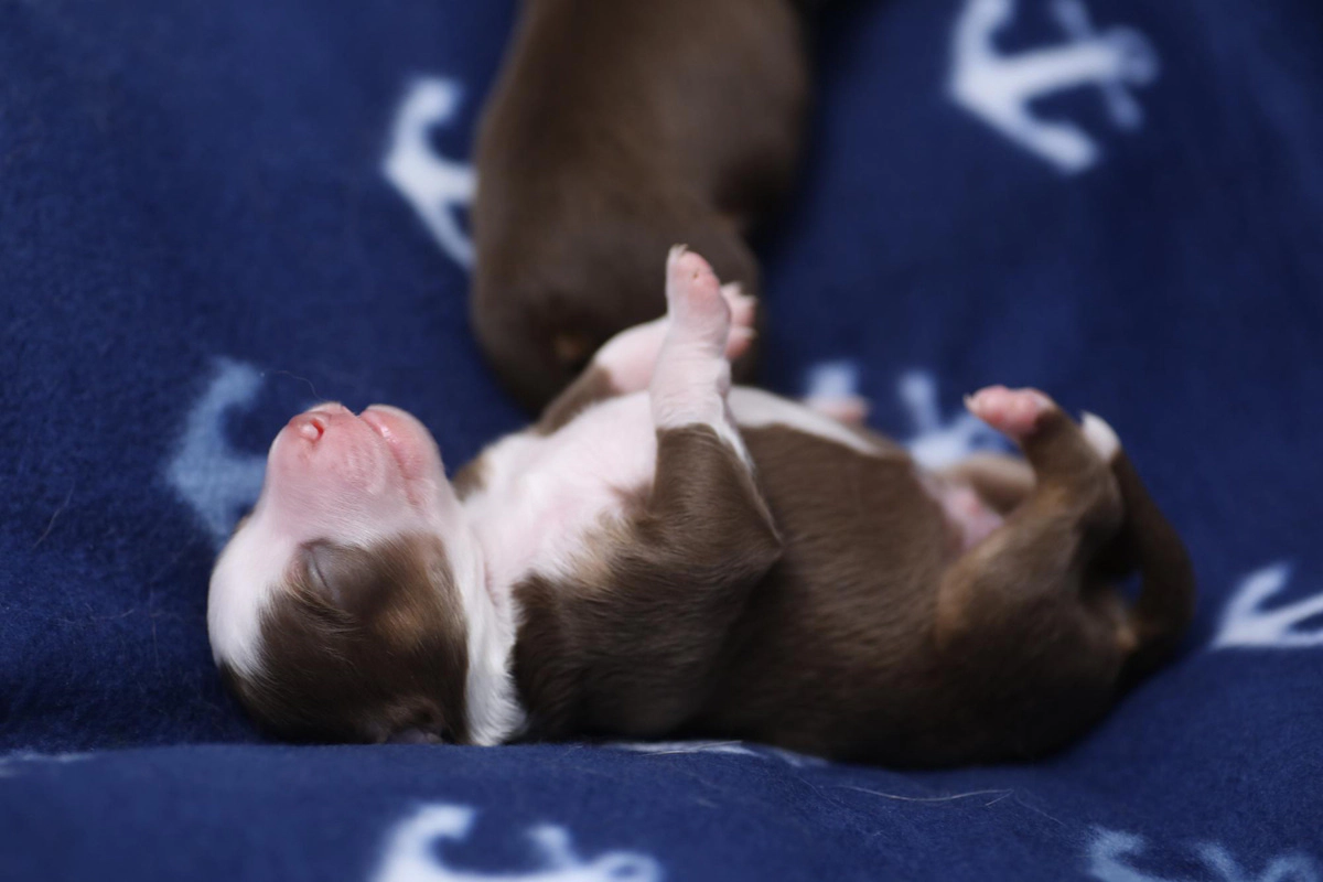 Puppy sleeping on its back