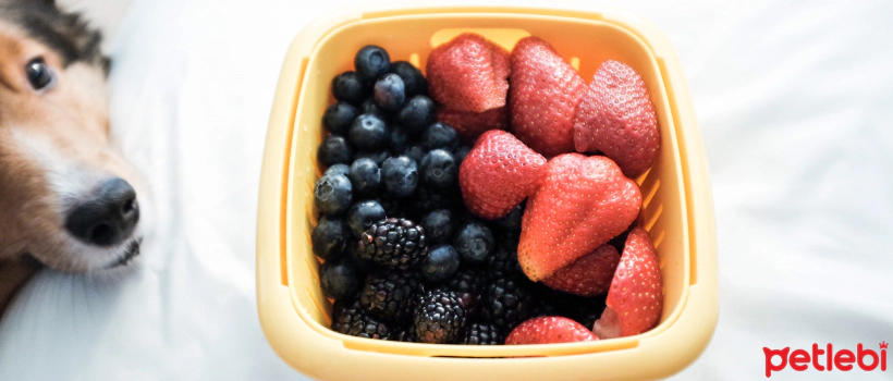 Fruits and Vegetables That Dogs Can Eat
