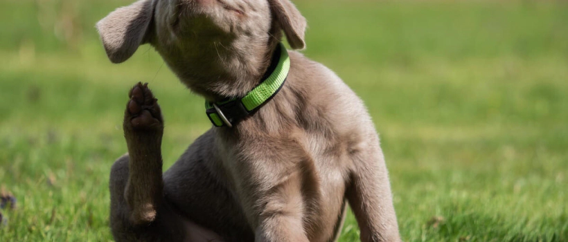 Beyond the Itch: Causes and Treatment Methods of Skin Diseases in Dogs