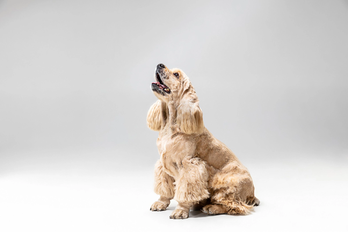 Shaved sitting brown dog with head up barking