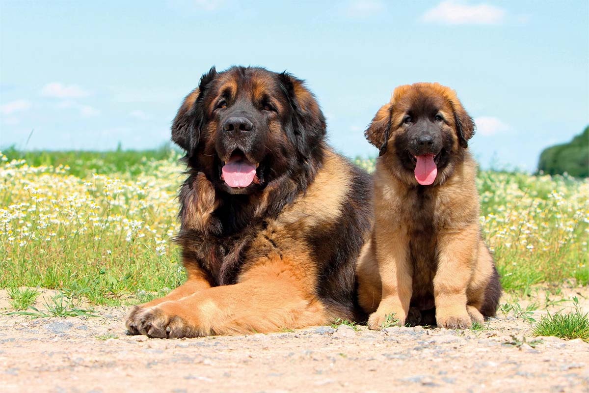 Large dog with fluffy brown fur