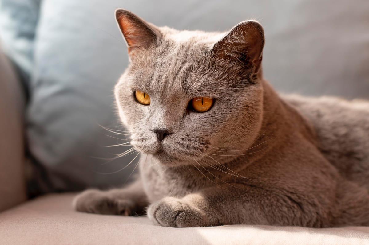 Cat sitting next to its owner on a sofa