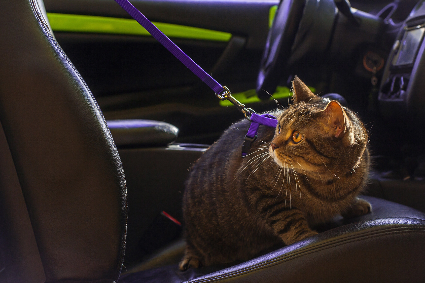 Adult tabby cat sitting on a leash in a car seat