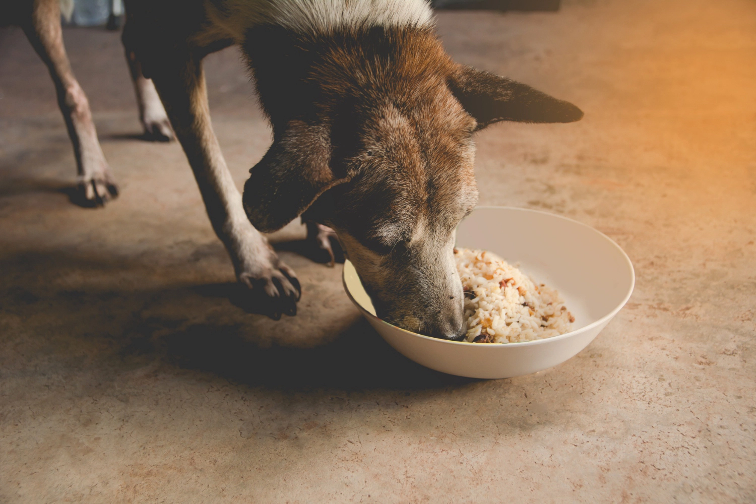 Dog eating food prepared with brown rice in a food bowl