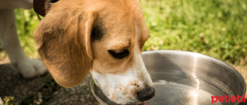 Why Does My Dog Drink So Much Water?