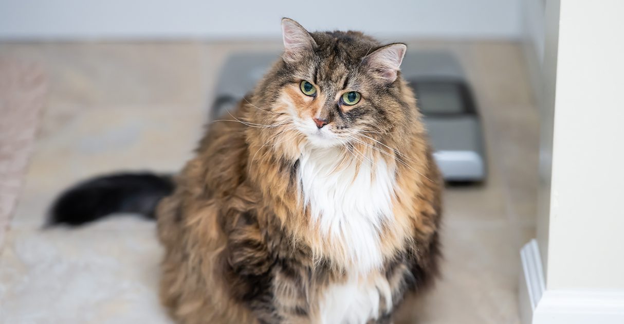 Long-haired fat cat looking